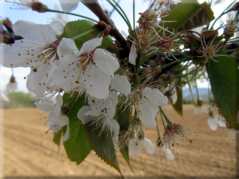 foto Ciliegi in fiore tra i Colli Asolani